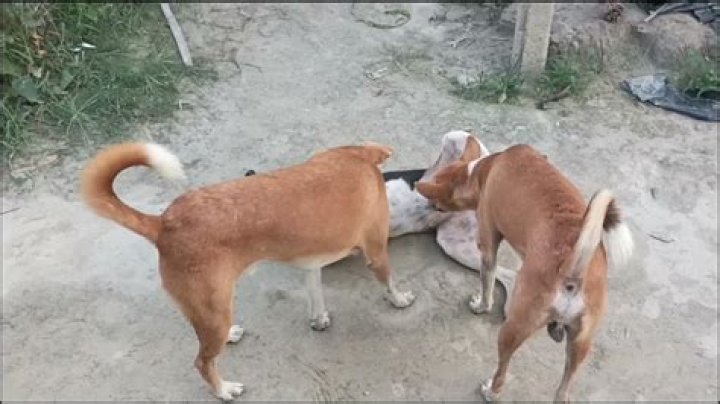 Dog XXX: A Comprehensive Guide to Understanding and Caring for Your Beloved Companion