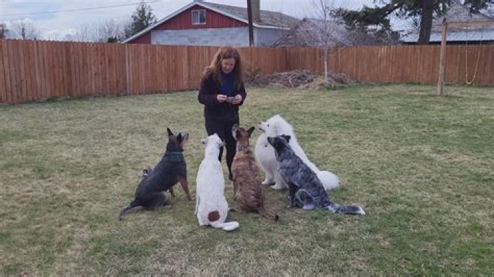 Discover the Ultimate Guide to Dog Care and Ownership