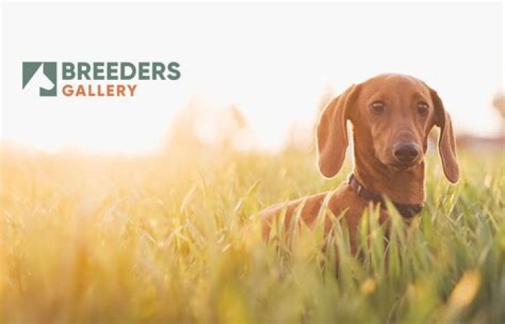 Unleashing the Power of Dogxxxxxx: The Ultimate Guide for Dog Enthusiasts