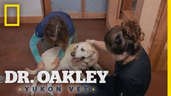 Discovering the Dr. Oakley Yukon Vet Office Location: A Complete Guide