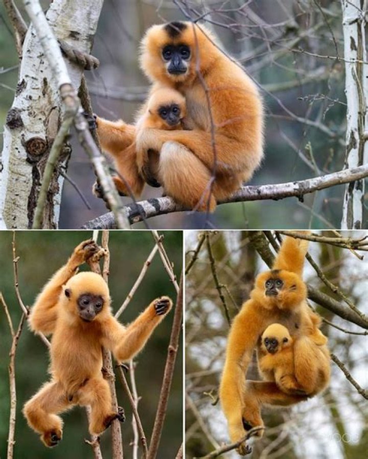 Echoing Songs: The Power of Music That Resonates