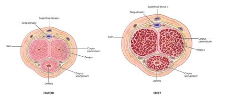 The Ultimate Guide to Ed: Understanding Its Impact and Importance