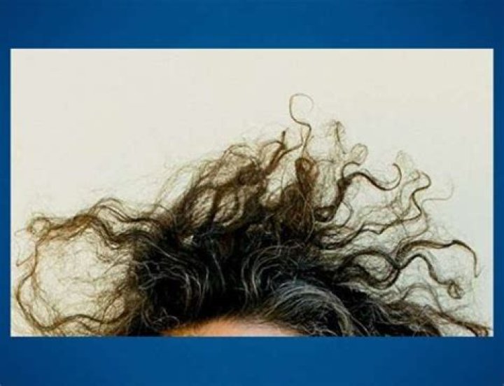 Elan Gale Net Worth: A Comprehensive Look at His Wealth and Success