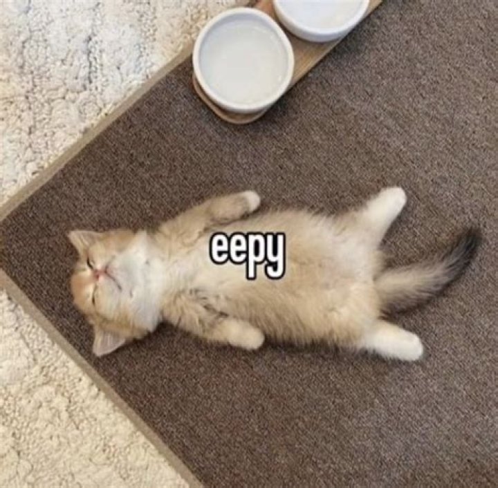 The Enigmatic World of Eppy Cat
