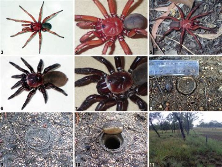 Understanding Euoplos Dignitas Size: A Comprehensive Guide