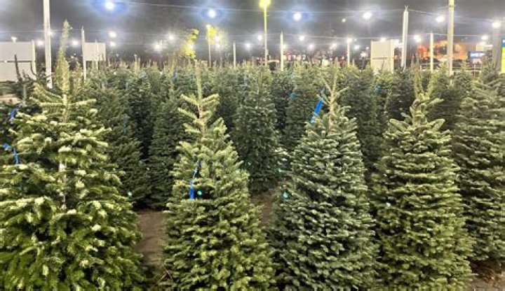Finding the Perfect Xmas Tree Sale Near Me: A Comprehensive Guide