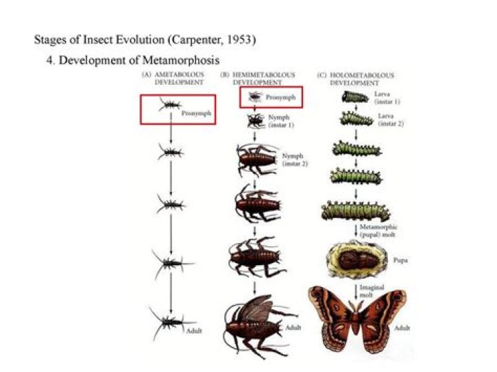 Discovering the First Insect: A Journey Through Time and Evolution