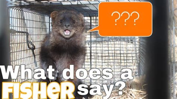 Understanding Fisher Cat Noise: What You Need to Know