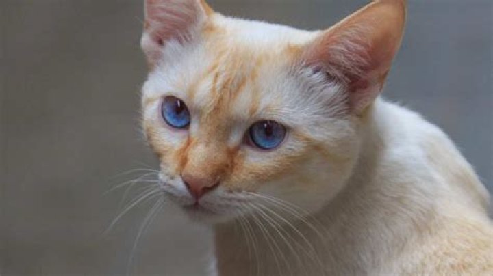 Understanding Flame Point: The Unique Characteristics and Care of Flame Point Cats