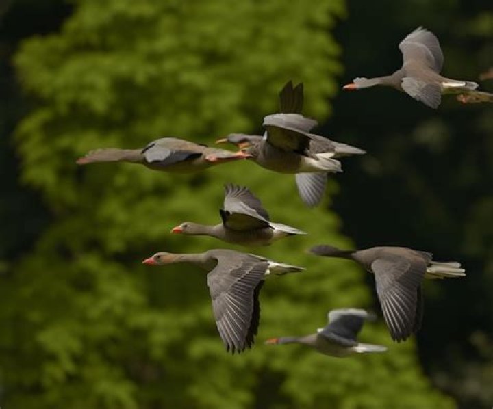 Soaring High: The Beauty of Flying Together