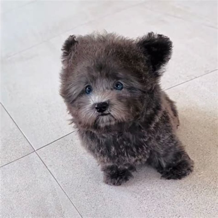 Everything You Need to Know About the Frenchie Poodle Mix