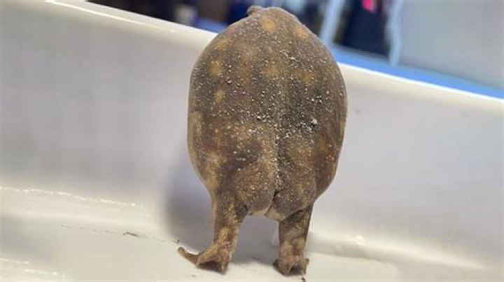 The Fascinating World of Frog Butts: Nature's Unique Adaptations