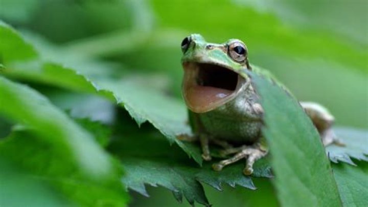 Frog Scream: Understanding the Fascinating World of Frog Vocalizations