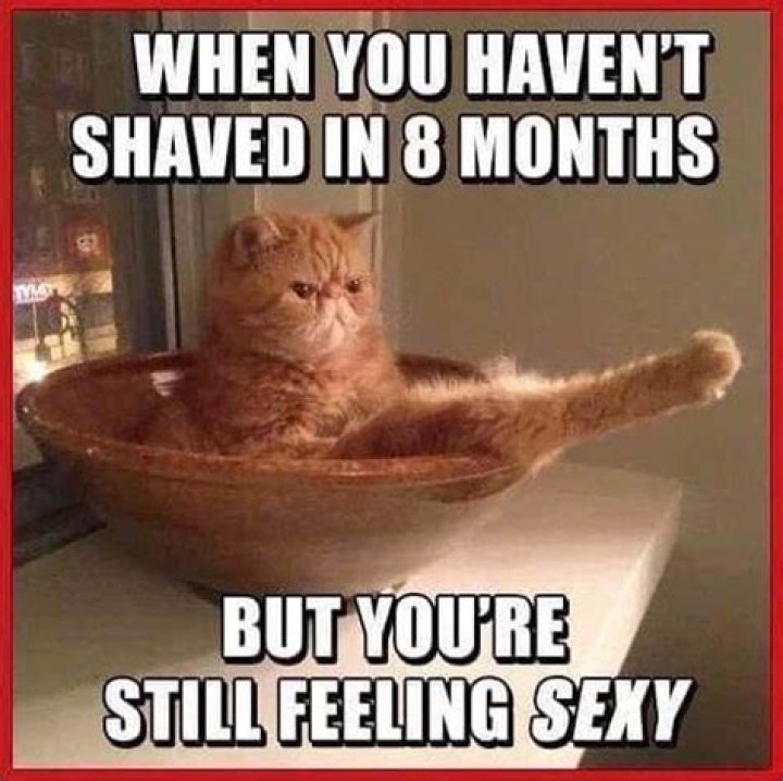 Funny Meme Pictures: The Ultimate Collection for Laughter