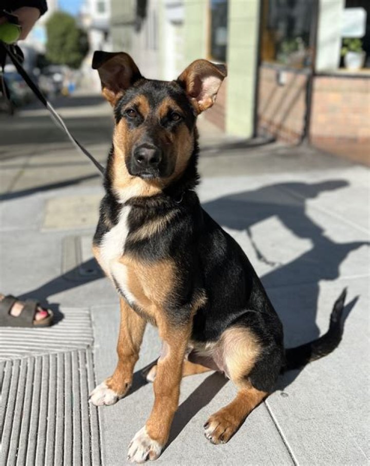 Everything You Need to Know About German Shepherd Mix Puppies