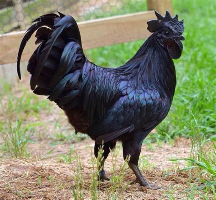 Exploring the Fascinating World of Goth Chicken