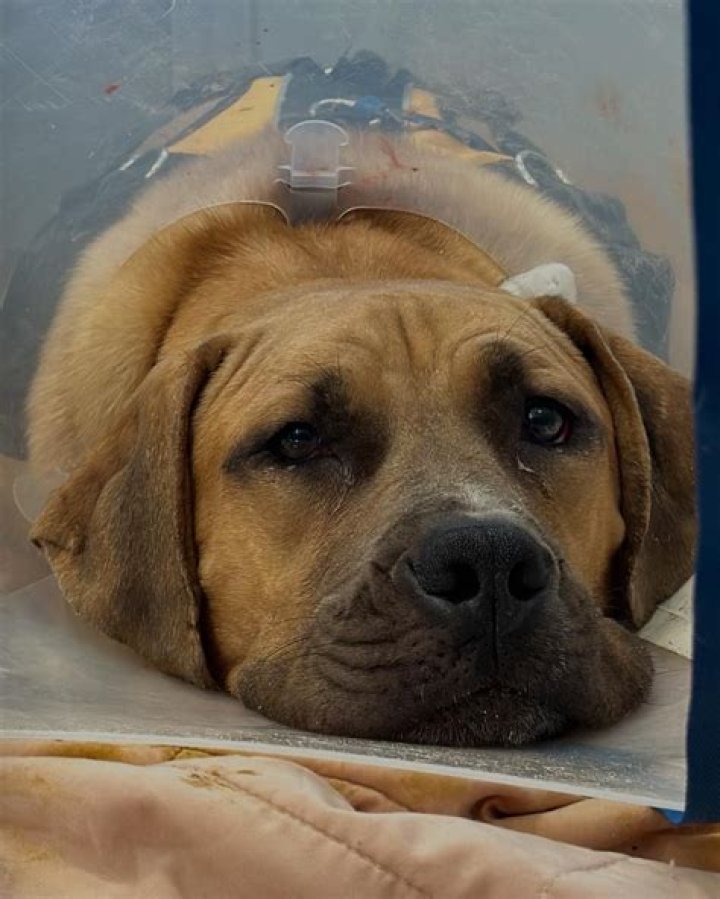 Guardian Vet Specialists: Your Trusted Partner in Pet Care