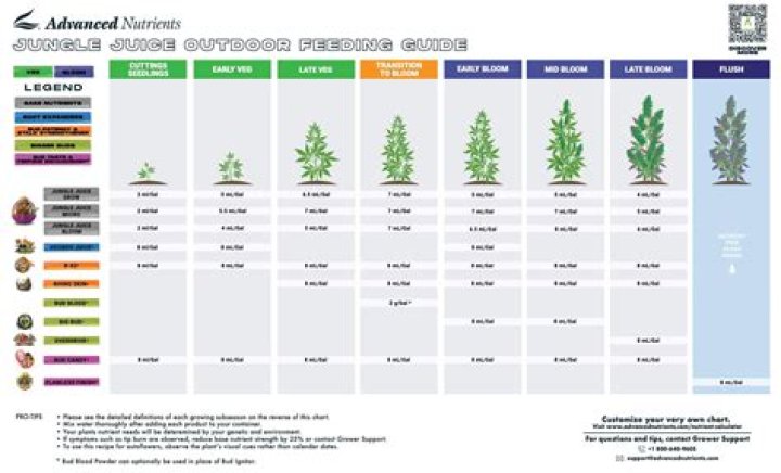 Guia Kush: The Ultimate Guide to Understanding This Unique Strain