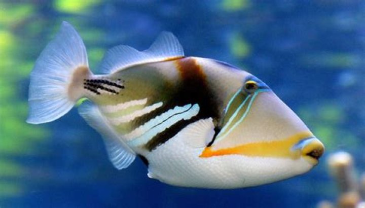 Hawaii State Fish: The Vibrant Humuhumunukunukuāpuaʻa