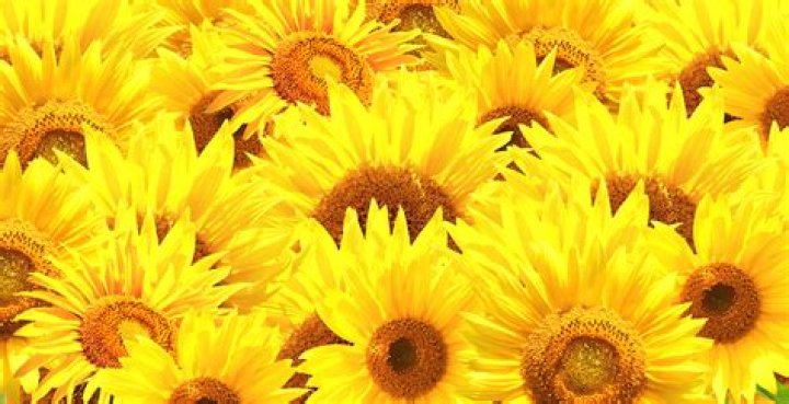 HD Hub4You: Your Ultimate Guide to Streaming High-Quality Movies