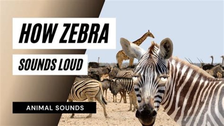 How Does a Zebra Sound? Discovering the Fascinating Vocalizations of Zebras