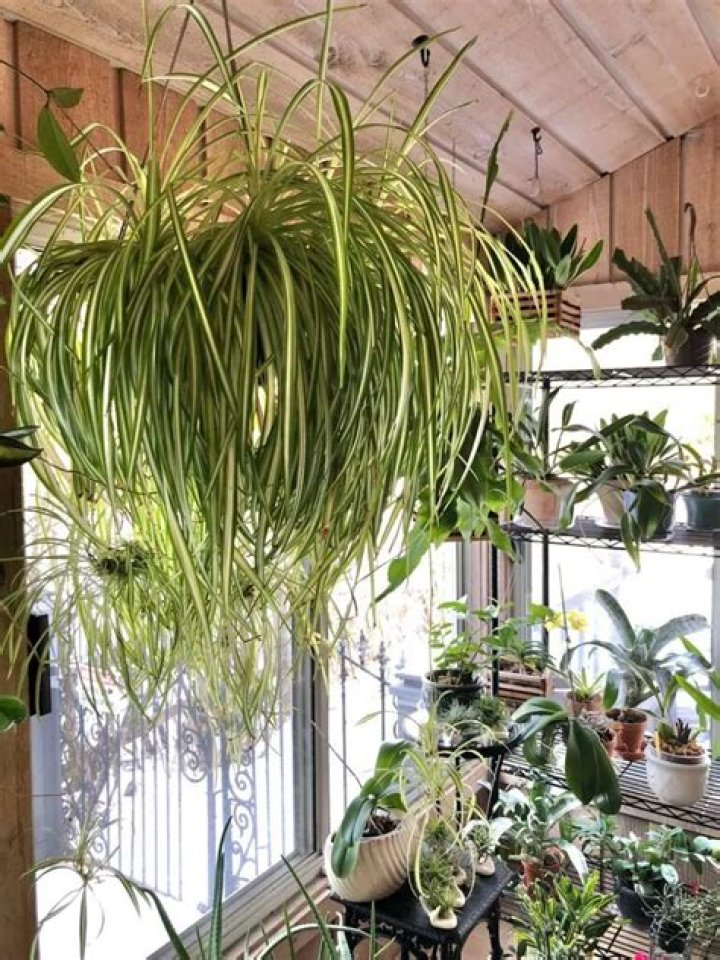 Mastering the Art of Spider Plant Care: How Often to Water Your Green Companion