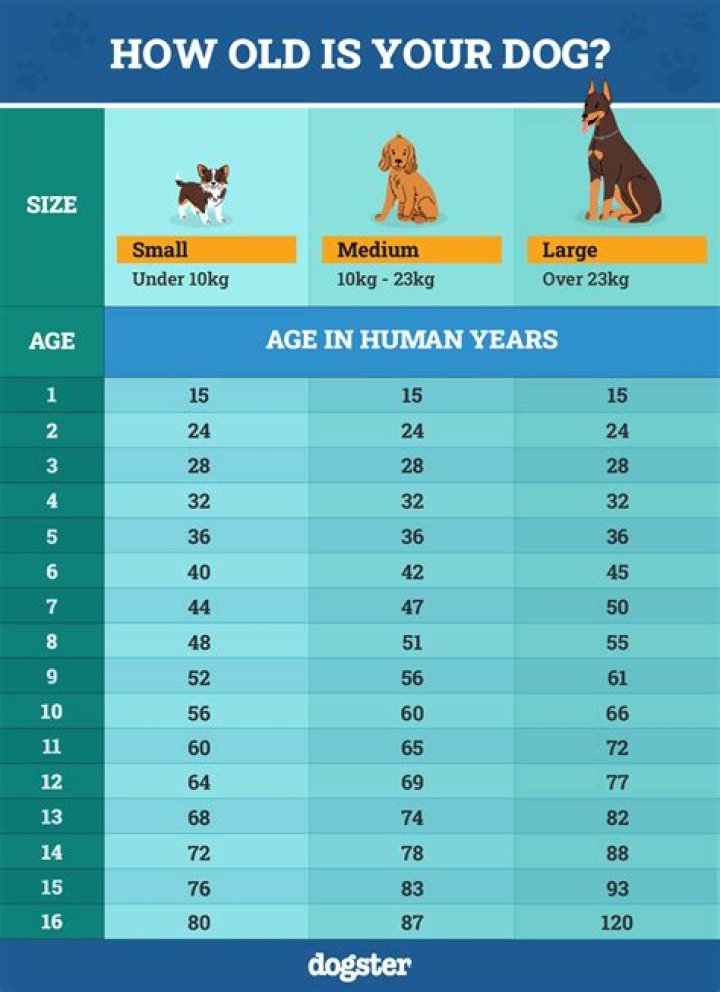 Unveiling the Mystery: How Old Are They Really?