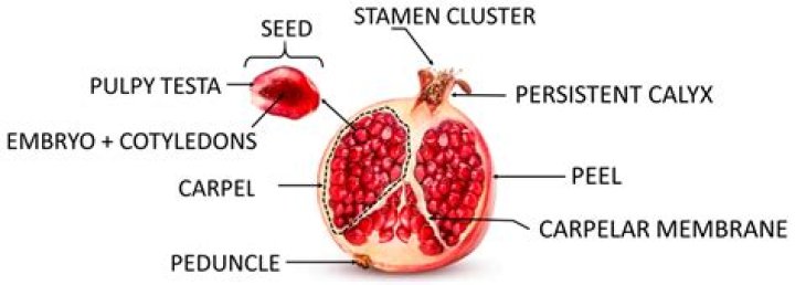 How to Eat a Pomegranate: A Complete Guide