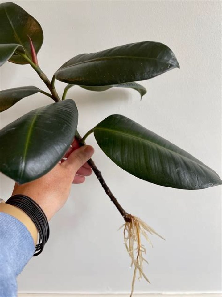 How to Propagate a Rubber Tree Plant: A Complete Guide