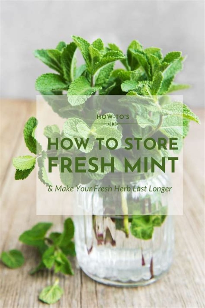Mint Mastery: A Guide on How to Store Fresh Mint