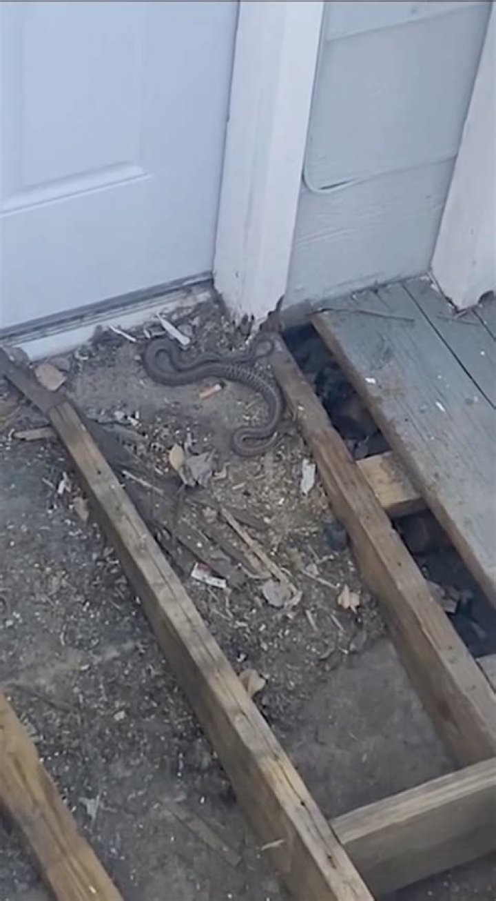Dealing with an Infested House with Snakes: A Comprehensive Guide