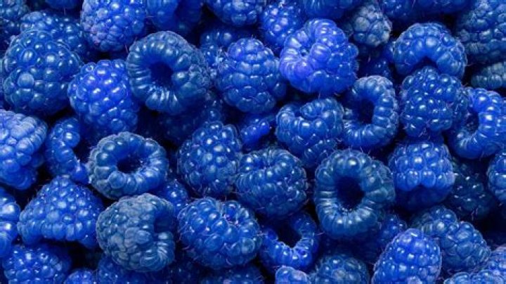 Is a Blue Raspberry Real? Unveiling the Truth Behind the Popular Flavor
