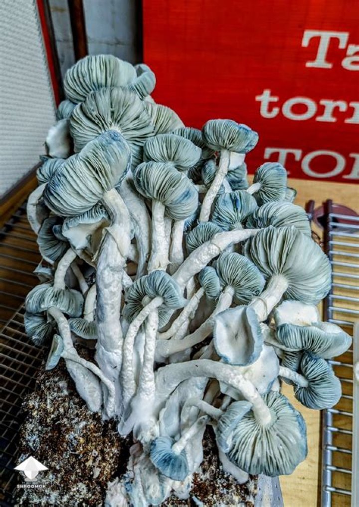 Jack Frost Mushrooms: A Comprehensive Guide to This Fascinating Fungal Species