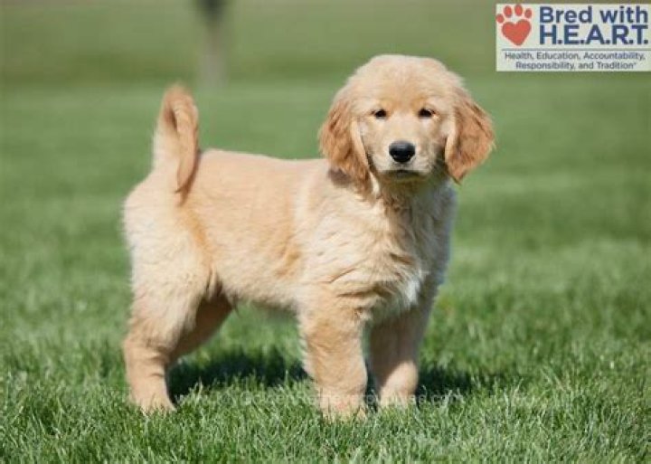 Unveiling the Life and Career of Jase Castrinos