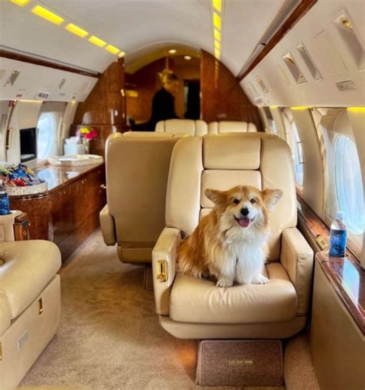 K9 Jets: The Unbreakable Bond Between Canines and Aviation