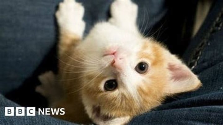 Kitten Academy: The Ultimate Guide to Feline Education and Adoption