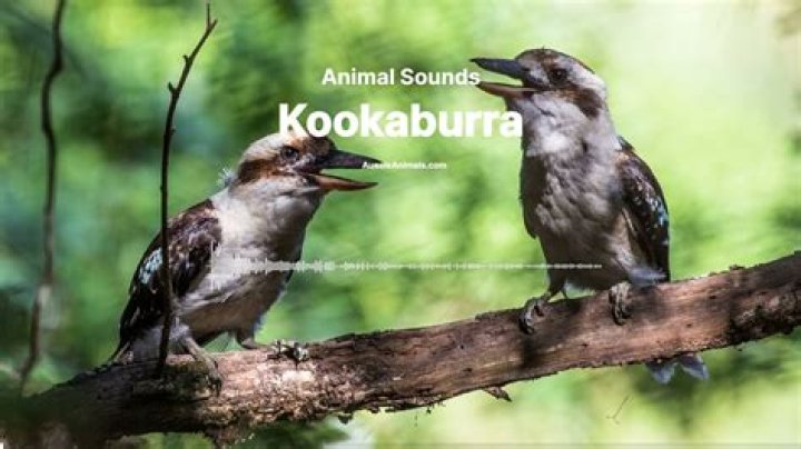 Kookaburra Sound: The Unique Calls of Australia's Iconic Bird