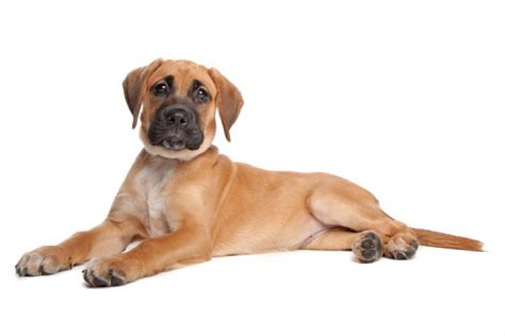 Labrador Mixed with Boxer: The Ultimate Guide to the Perfect Companion