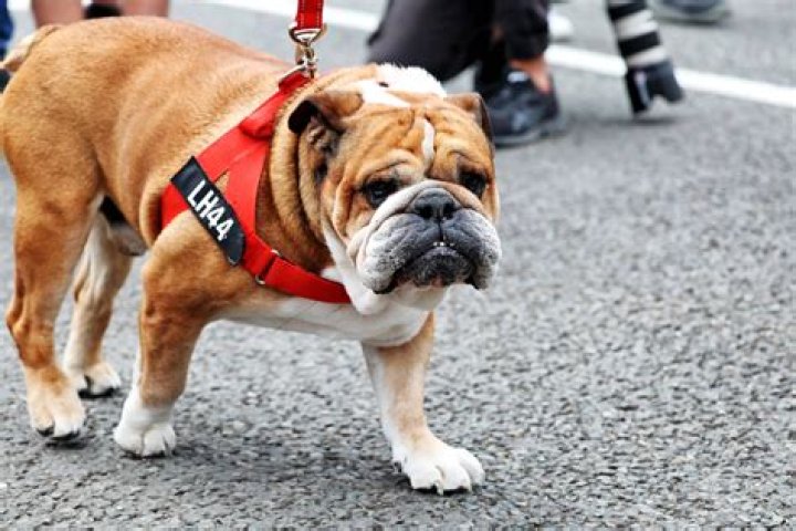 Lewis Hamilton and His Beloved Dog: A Heartwarming Bond