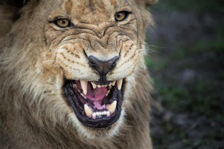 Lion Growling: Understanding the Communication of the King of the Jungle