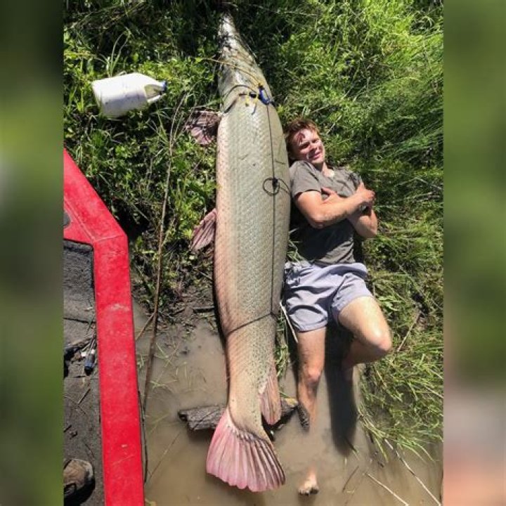 The Longest Alligator Gar: A Fascinating Deep-Dive into the World's Largest Freshwater Predator