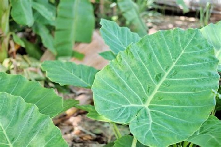 Discovering the Wonders of Malanga Leaf