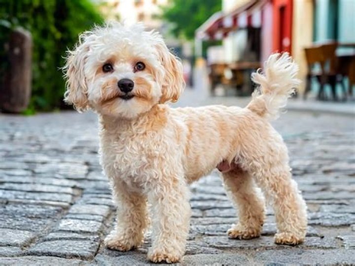 Maltipoo as Adults: What to Expect from These Adorable Companions