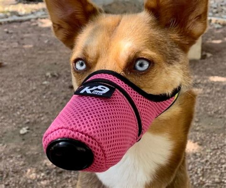 Comprehensive Guide to Masks for Dogs: Benefits, Uses, and Tips