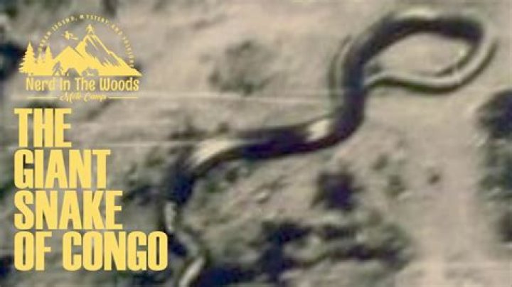 Massive Snake in the Congo: Unveiling the Mysteries of the World's Largest Serpent