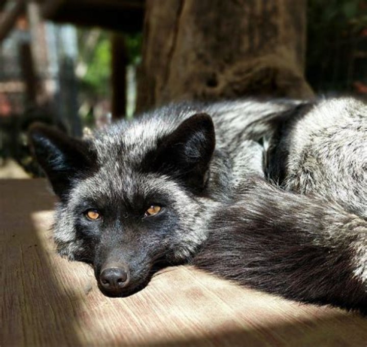 Understanding the Melanistic Fox: A Complete Guide