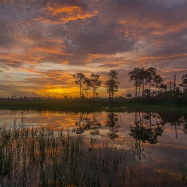 Miami Wildlife: Exploring the Fascinating Biodiversity of South Florida