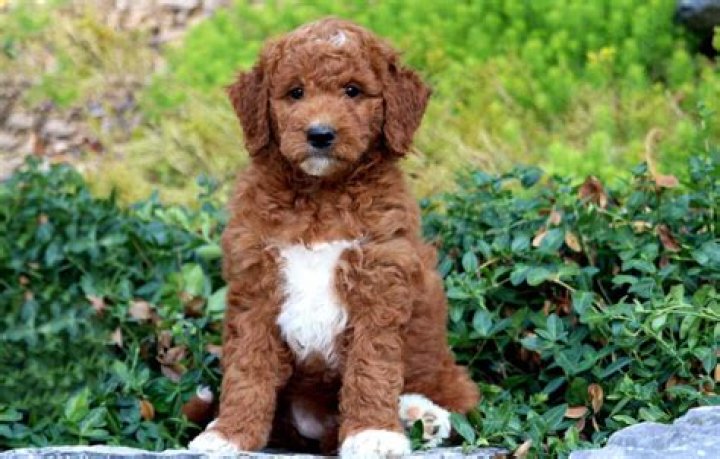 Adorable Mini Goldendoodle Puppies for Sale - Find Your Perfect Pup!