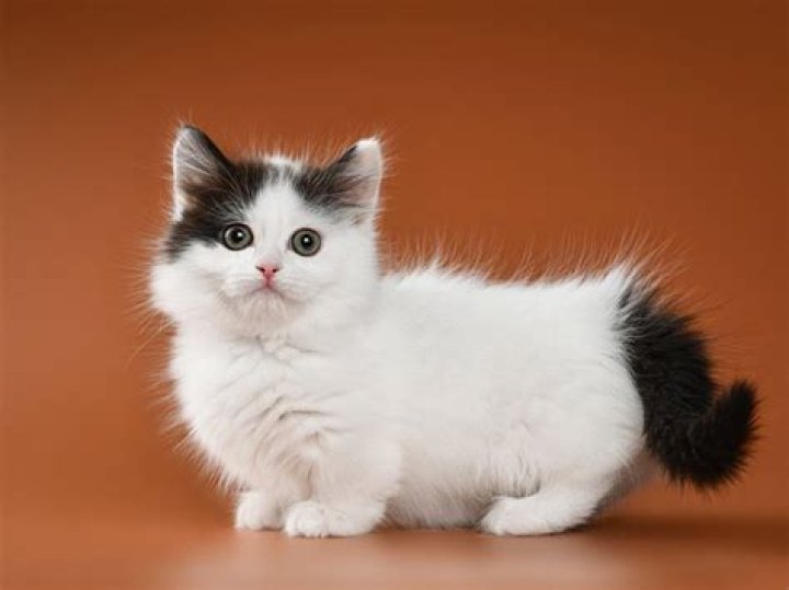 Munchkin Kittens: The Adorable Short-Legged Cats You Need to Know