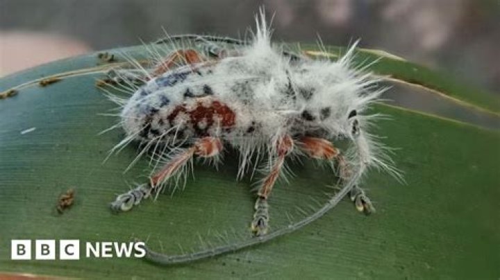 New Insects Discovered: A Fascinating Journey into the World of Biodiversity